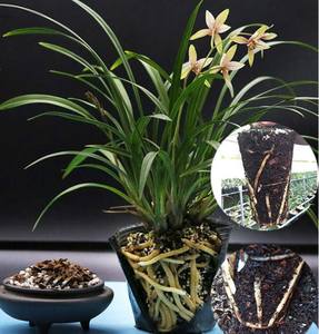 10-20 мм остекленный perlite Расширенный Perlite сельское хозяйство растительные медиа зерна perlite - Product Image 4