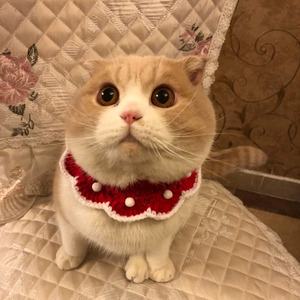 Jolie princesse tricoté dentelle chien chat collier promotionnel produits pour animaux de compagnie ornement accessoires - Product Image 4