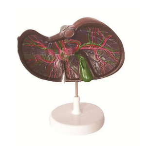 Modello didattico di anatomia distributiva delle artiere celiaca di fegato, milza, pancreas e duodeno per la scienza medica - Product Image 3