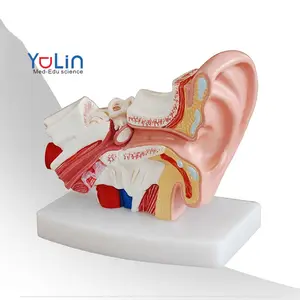 Pantalla anatómica Modelo de anatomía del oído humano Estilo Plástico Nueva ciencia médica para mostrar el oído humano y la educación