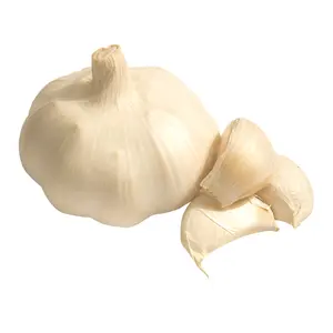 High Quality Fresh Garlic For Sale New Crop Normal White And Pure White Garlic Export From Chinese Garlic Supplier