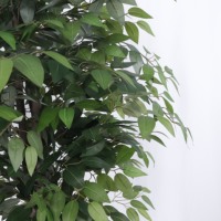 Arbre artificiel Ficus vert de 1,80 m avec troncs en bois véritable, feuilles en tissu de soie texturé, faux banian pour la décoration de la maison et du bureau, pot en plastique