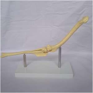 KyrenMed Model tulang anjing artikulasi sendi lutut anjing Femur dan Shin Tibia Model kerangka tulang anjing - Product Image 2