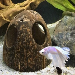 Mangeoires à oiseaux en coquille de noix de coco et aquarium disponibles dans une variété de tailles de formes et produit de haute qualité esthétique à un prix abordable - Product Image 5