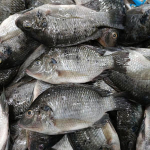Bán buôn cá rô phi toàn bộ cá đông lạnh cá rô phi 350 550 gam cá rô phi nhập khẩu từ Trung Quốc - Product Image 1