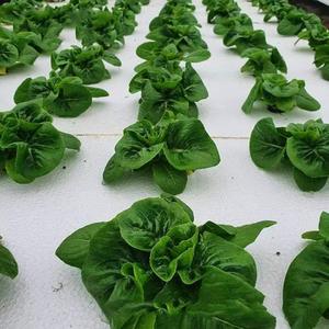 ถาดปลูกพืชแบบไฮโดรโปนิกส์ลอยน้ำ ยี่ห้อ QH รุ่น QH-7 มาตรฐาน ผลิตจากโฟม EPS สำหรับปลูกผักในโรงเรือน <span class=keywords><strong>ราคา</strong></span>ดี - Product Image 5