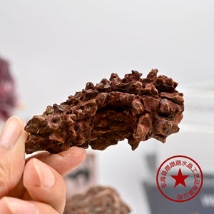 Tự nhiên cổ đại sinh học khủng long Baba hóa thạch nguyên đá địa chất khoa học giảng dạy mẫu vật trang trí tinh thể khắc - Product Image 3