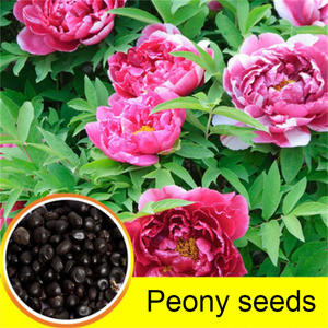 Plantes de pivoine d'origine adaptées à la décoration de jardins et de cours, fleurs ornementales à floraison longue durée - Product Image 2