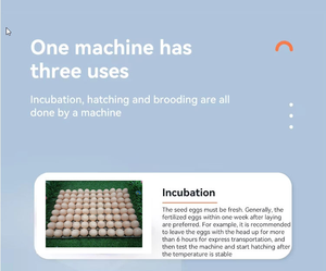 Incubadora de Huevos Totalmente Automática, 220V, 1056 Huevos, Incubadora para Huevos de Gallina, Codorniz, Pato, Ganso y Paloma - Product Image 6