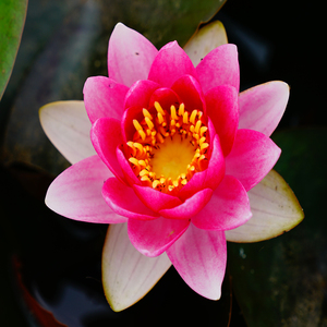 Nymphaea '<span class=keywords><strong>Rembrandt</strong></span>' - una pianta acquatica adatta per laghetti da giardino e serre - Ninfea '<span class=keywords><strong>Rembrandt</strong></span>' - Product Image 5