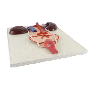 Ciencia médica 2 partes animal caballo riñón y sistema urinario modelo anatómico - Product Image 6