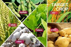 גרנולר n46 urea 46% דשן חנקן cas מס '57-13-6 - Product Image 4