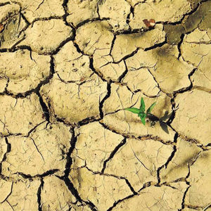 Prévention des engrais bio contrôle du durcissement du sol plante jaune courte racine pourrie UFC supérieure à 20 millions/g - Product Image 3