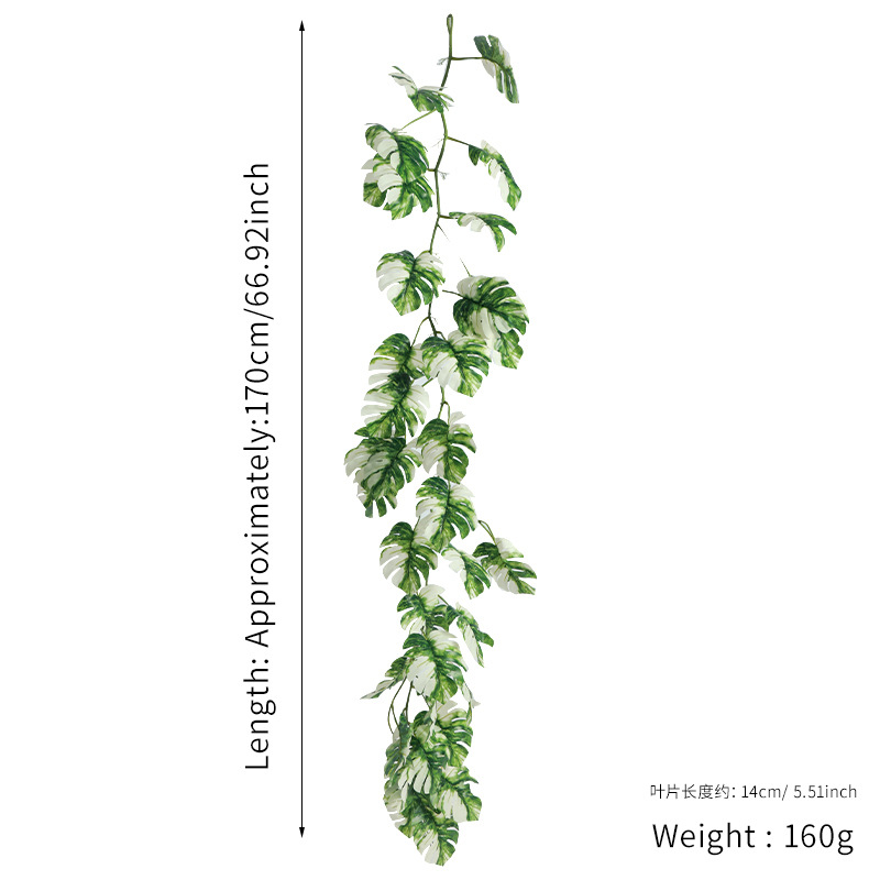 มอนสเตอร่า เดลิซิโอซา ลายจุดขาว