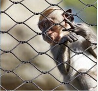 Panneau de volière d'oiseaux de visibilité originale pour l'enceinte de zoo d'acier inoxydable de parc sauvage