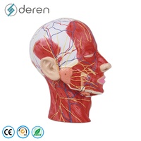 Modèle anatomique avancé de dissection du corps humain en 3D, structures détaillées, matériau PVC, pour l'enseignement des sciences médicales et l'utilisation éducative