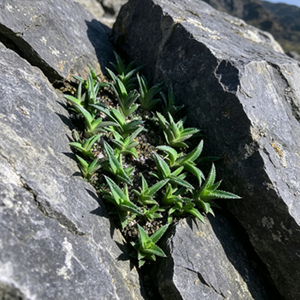 <span class=keywords><strong>Plante</strong></span> succulente en pot à feuilles longues et épineuses vertes, idéale pour la décoration intérieure et le jardin de bureau - Product Image 2