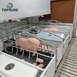 专业型实心框架仔猪分娩箱 仔猪分娩笼 猪分娩圈 用于仔猪分娩计划的猪分娩圈 - Product Image 5