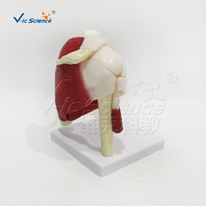 Modèle médical de l'articulation de l'épaule avec muscles et ligaments ; démonstration de l'atteinte de la coiffe des rotateurs ; enseignement et formation en réadaptation - Product Image 3