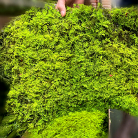 Kit DIY de coussin en mousse de pôle naturelle verte pour terrariums décoratifs, jardinage, art mural, Every Love Preserved