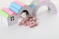 Ferme Race Frozen Souris Rats pour Pet Serpents Lézards Grenouilles Tortues Crocodiles Renards Hawks Chats Reptile Nourriture