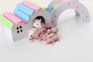 Fazenda Raça Ratos Congelados Ratos para <span class=keywords><strong>Pet</strong></span> Cobras Lagartos Rãs Tartarugas Crocodilos Raposas Falcões Gatos Réptil Comida - Product Image 2