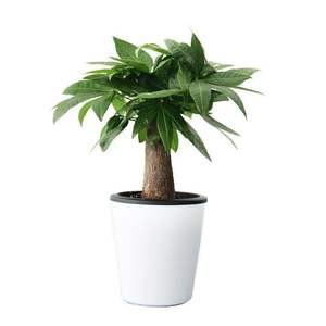 ต้นไม้ดอกไม้แห่งโชคลาภ บอนไซในกระถาง ต้นไม้เงินขนาดใหญ่สำหรับตกแต่งภายในห้องนั่งเล่น - Product Image 5