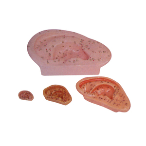 Modelo de acupuntura médica ADA para oreja de 40cm (chino e inglés) y modelo de acupuntura para oreja de 13cm para enseñar y aprender anatomía - Product Image 1
