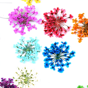 Dyed Cornflower Dried <strong>Pressed</strong> <strong>Flower</strong> Nail Art Resin Craft Embellishment Small Floral Specimen Vacuum Packed for DIY Decoration - Product Image 6