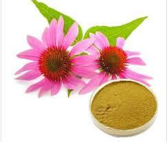 ผงสมุนไพรอิชินาเซียเกรดอาหารจากธรรมชาติบริสุทธิ์100% ภูมิคุ้มกันบูสเตอร์แบบกำหนดเองส่งตรงจากผู้ผลิตอินเดีย - Product Image 4