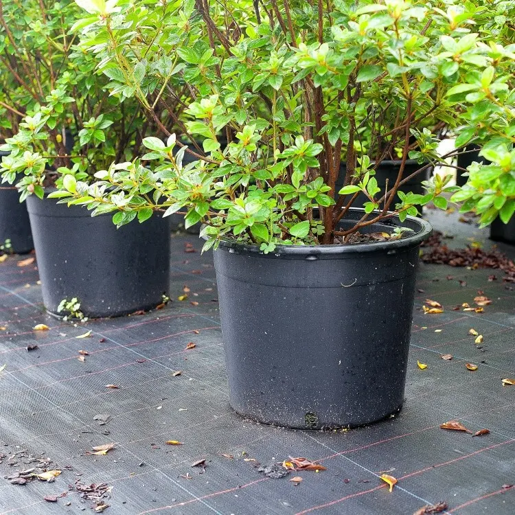 Benih mulai Pot bunga sukulen Pot tanaman hitam Pot Pot Pot Pot pembibitan kecil plastik