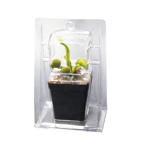 Coquille plastique transparent en PET, emballage esthétique pour plantes, 50 pièces - Product Image 5
