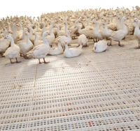 Équipement avicole pour l'élevage de poulets, hautement stable et bien ventilé, adapté à l'élevage de poulets, de canards et d'oies
