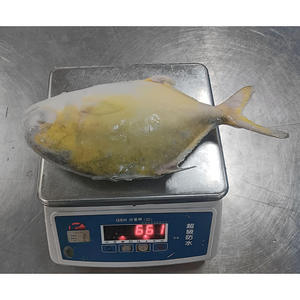 Pesce Pomfret Dorato Cinese a Basso Prezzo, <span class=keywords><strong>Pompano</strong></span> Dorato Congelato - Product Image 4
