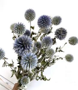 Flores y Plantas secas Eryngium de Planeta Azul preservado de <span class=keywords><strong>echinops</strong></span> coloridos más populares de INS para decoración del hogar de bodas - Product Image 1