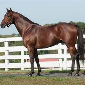 Poteaux de <span class=keywords><strong>clôture</strong></span> pour <span class=keywords><strong>chevaux</strong></span> en PVC, vente en gros, <span class=keywords><strong>pas</strong></span> <span class=keywords><strong>cher</strong></span>, durables, <span class=keywords><strong>clôture</strong></span> en vinyle anti-corrosion, installation facile pour ferme, ranch, écurie, enclos. - Product Image 6
