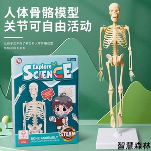 Modelo de esqueleto humano de 35 cm, juguete educativo de anatomía para niños, kit de ensamblaje para aprendizaje científico, juguete STEM unisex - Product Image 3