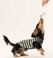 Gilet rafraîchissant rayé pour chien, idéal printemps-été, fin, respirant, lavable en machine, vêtements pour animaux de compagnie, convient aux petits chiens et aux Teckels