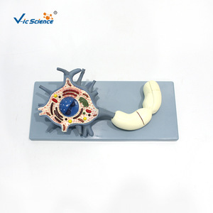 Modelo de Neurón Vic Education de 2 Componentes: Modelo Ampliado del Cuerpo Celular del Neurón y la Estructura de la Fibra Nerviosa - Product Image 1