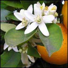 Huile Essentielle de Petitgrain 100% Pure, Arbre à Thé Certifié GMP, Approvisionnement en Gros à Bas Coût pour l'Industrie Cosmétique, Nourrissante et Blanchissante - Product Image 4