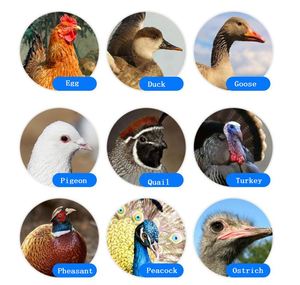 20000 30000 50000 अंडे स्वचालित विद्युत तापमान नियंत्रक चिकन मशीन पोल्ट्री फार्म अंडे इनक्यूबेटर प्रणाली - Product Image 6