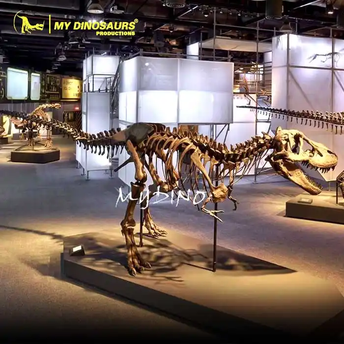 بلدي دينو DS630 ديناصور الهيكل العظمي الأحفوري ومتحف العظام