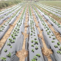 Rouleau de film soufflant en PE pour le désherbage agricole du fabricant Paillis en plastique noir et blanc moulé sur mesure