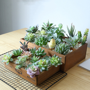 Accesorios de decoración de mesa, plantas artificiales falsas, venta al por mayor, <span class=keywords><strong>Echeveria</strong></span>, otras flores decorativas y plantas - Product Image 5