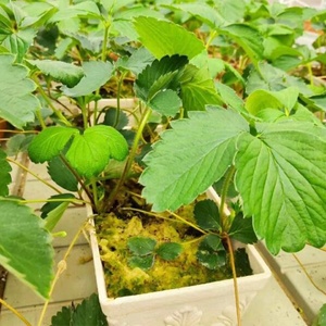 Cubos de Lana de Roca Hidropónica de 75*75*75mm, Buen Precio de Fábrica, Materiales Agrícolas para Cultivo de Plantas - Product Image 6