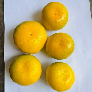 Mandarinas Frescas <span class=keywords><strong>de</strong></span> Alta Calidad, Cítricos Dulces con Sabor a Miel, Cultivadas, al Mejor Precio, Directo <span class=keywords><strong>de</strong></span> Fábrica - Product Image 2