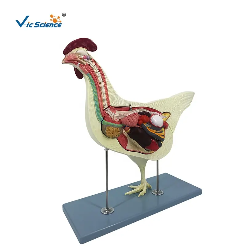 Modelli anatomici di pollo (Gallus gallus Gallus domesticus) modello anatomico di animali pollo sezionato