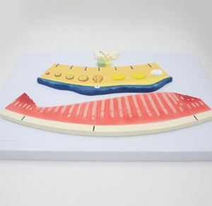 Modelo del Sistema Urogenital Femenino y del Ciclo <span class=keywords><strong>Menstrual</strong></span>, <span class=keywords><strong>Simulador</strong></span> de Folículo Ovárico y Lutea para la Enseñanza y el Entrenamiento de Anatomía Ginecológica - Product Image 5