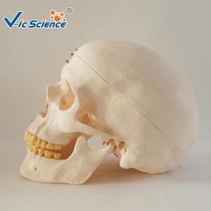 โมเดลกะโหลกศีรษะมนุษย์3ส่วนสำหรับการสอนทางการแพทย์แบบจำลองกะโหลกศีรษะพีวีซีพร้อมกระดูกขากรรไกรล่างแบบถอดได้ - Product Image 2