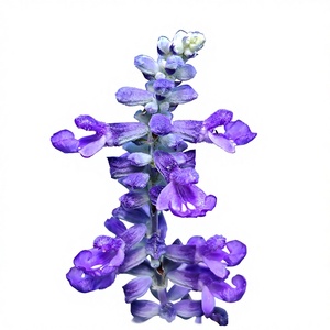 Bubuk Ekstrak Salvia <span class=keywords><strong>Officinalis</strong></span> Berkualitas Tinggi 10:1, Larut dalam Air, Kelas Makanan - Product Image 3